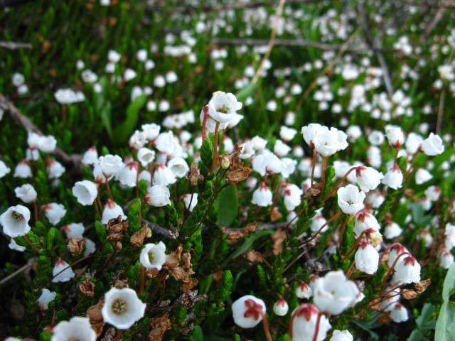 White Flowers in the East Carson River Headwaters Bowl.